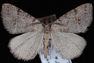 <i>Drepanulatrix quadraria</i> Species of moth