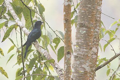 Drongo Cuckoo