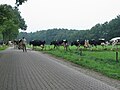 Why do Dutch cows cross the road?