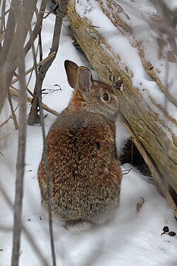 Eastern Cottontail (Sylvilagus floridanus)