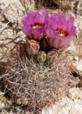 Sclerocactus brevihamatus - Wikipedia