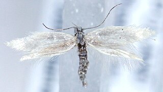 <i>Elachista pollinariella</i> Species of moth