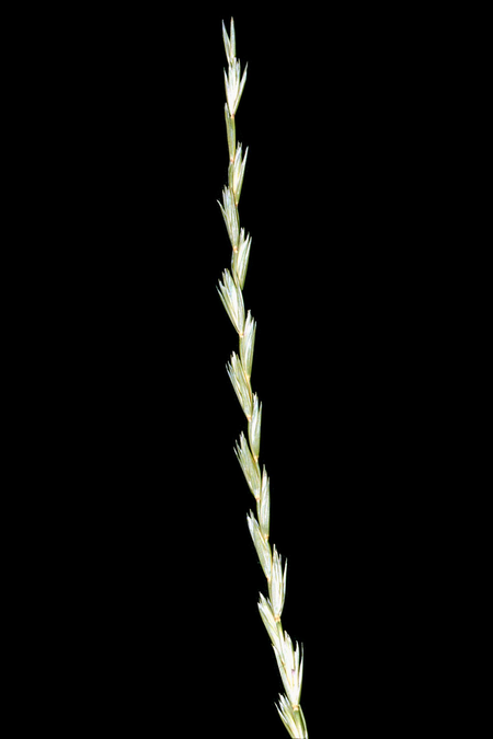 Elymus trachycaulus ssp trachycaulus NRCS-1.png