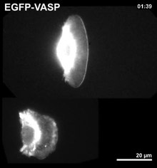 Fil: Emergence-of-Large-Scale-Cell-Morphology-and-Movement-from-Local-Actin-Filament-Growth-Dynamics-pbio.0050233.sv001.ogv