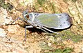 Enchophora pallidipunctata, Perú