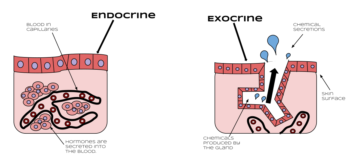 File Endocrine Vs Exocrine Svg Wikimedia Commons