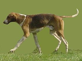 Anglický Foxhound.