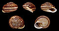 * Nomination Shell of a Chocolate-band Snail, Eobania vermiculata --Llez 06:42, 11 November 2012 (UTC) * Promotion Good quality. --JLPC 09:36, 11 November 2012 (UTC)