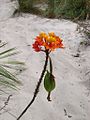 Epidendrum fulgens flowers and fruit Brazil