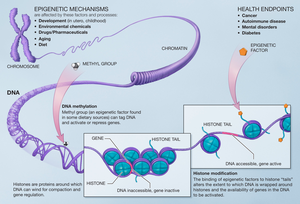 Epigenetic mechanisms Epigenetic mechanisms.png