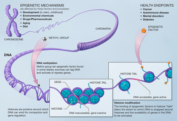 Chromosomes during methylation Epigenetic mechanisms.png