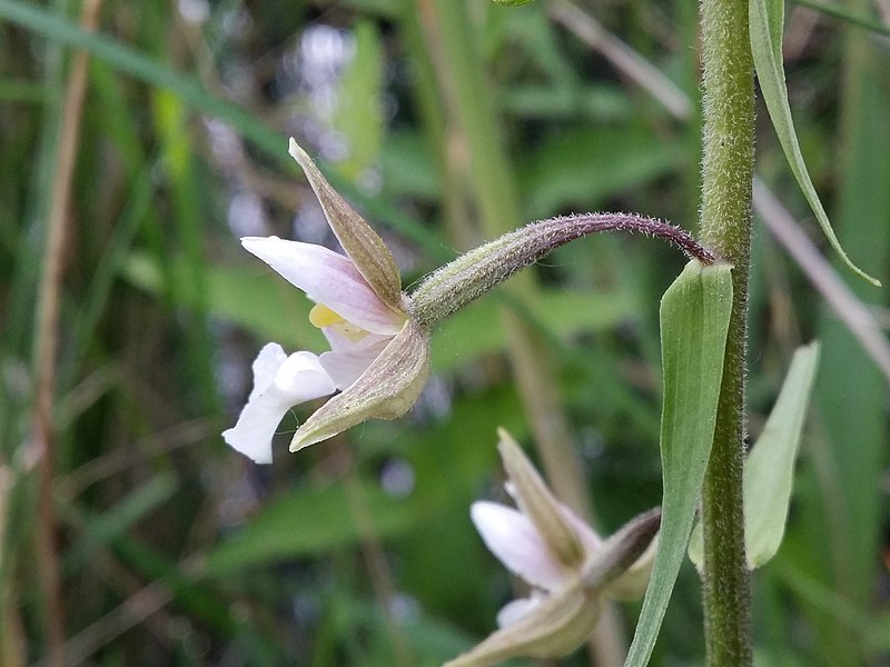 File:Epipactis palustris sl13.jpg