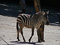 * Nomination Böhmzebra (Equus quagga boehmi) im Zoo Wuppertal --Atamari 17:47, 20 July 2015 (UTC) * Decline  Comment The wheelbarrow on the right and the background are very disturbing.--PIERRE ANDRE LECLERCQ 18:57, 21 July 2015 (UTC) Oppose...and the light comes from the wrong direction.--Jebulon 07:55, 25 July 2015 (UTC)