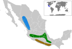 Distribuição da Cardellina rubra azul = ssp. melanauris verde = ssp. rubra castanho = ssp. rowleyi