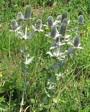 Ivory man litter (Eryngium giganteum)