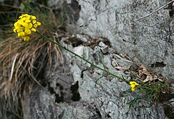 Erysimum pseudorhaeticum.jpg