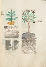 Miniatuur voor Bestand:Estense alfa.l.09.28, f.066r.jpg