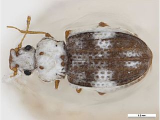 <i>Euchionellus</i> Genus of beetles