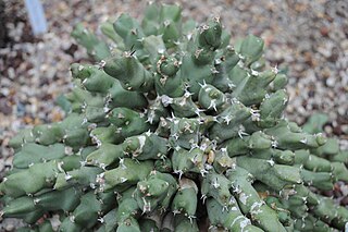 <i>Euphorbia clivicola</i> Species of succulent plant found in southern Africa