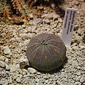 Euphorbia (Молочай) obesa — типовий стебловий сукулент