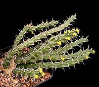 Euphorbia uhligiana