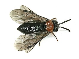 Eutomostethus ephippium