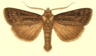 <i>Agrotis trifurca</i> Species of moth