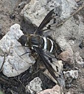 According to the entomologist Andy Calderwood, this fly of the genus Exoprosopa belongs to an undescribed species (as of September, 2009). Exoprosopa nondescript.jpg