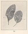 Potamogeton amplifolius, Blätter