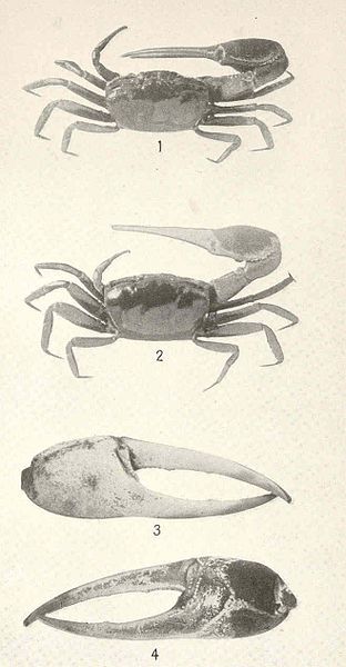 File:FMIB 43587 Uca crenulata.jpeg