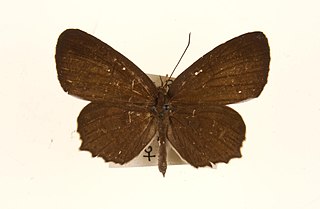 <i>Allotinus fabius</i> Species of butterfly