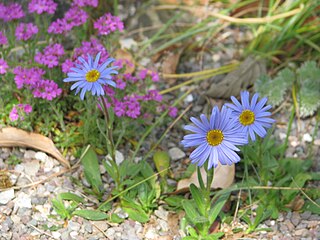 <i>Felicia rosulata</i> A perennial plant in the daisy family from Southern Africa