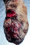 Cutaneous lesions caused by sporotrichosis on cat's paw Feline sporotrichosis 3.jpg