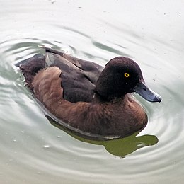 Kuoduotoji Antis