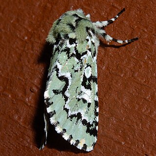 <i>Feralia deceptiva</i> Species of moth