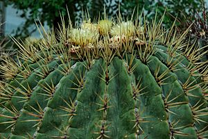 Ferocactus histrix