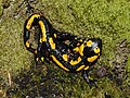 Fire salamander, Salamandra salamandra, Wotansborn JOF.JPG