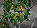 Plodící fíkovník drobnolistý (Ficus benjamina)