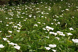 Field of Lilies (222275926)