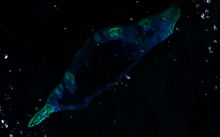 Fiery Cross Reef LANDSAT 2000.jpg