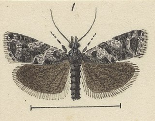 <i>Cnephasia melanophaea</i> Species of moth