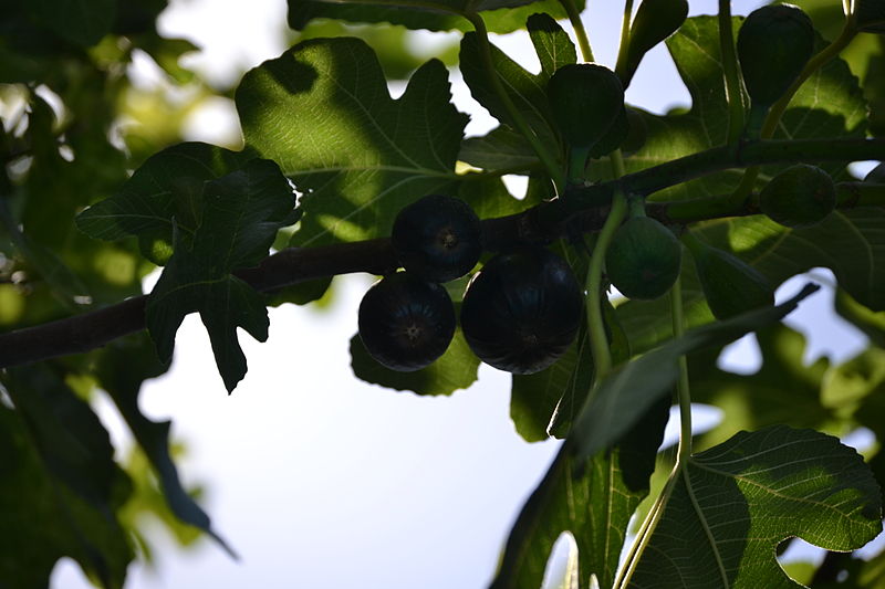 File:Figs 04.JPG