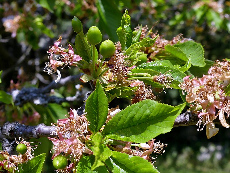 File:Fin de floraison de cerisier près de Chambéry (avril 2020) 1.JPG