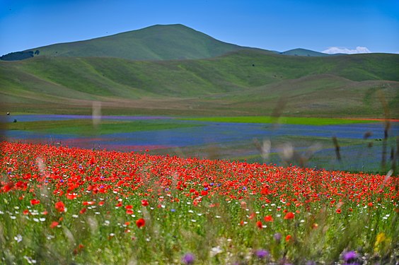 rot und blau blühende Felder im Frühjahrsgrün des kurzen Sommers