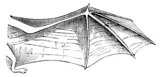 Drawing of the bat wing skin showing the fibers of "mesh like scaffolding" Fledermaus rechter Fluegel-drawing.jpg