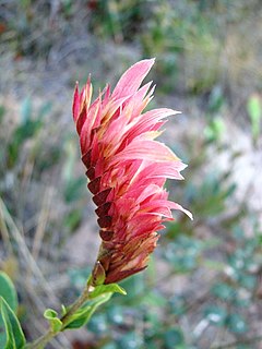 <i>Lophostachys floribunda</i> species of plant