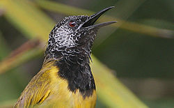 Flickr - Rainbirder - Oriole Warbler (Hypergerus atriceps).jpg