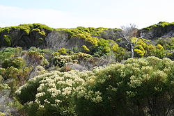 Flora at Cape Peninsula.JPG