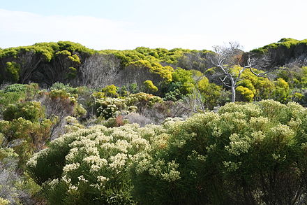 Fynbos at Cape Peninsula
