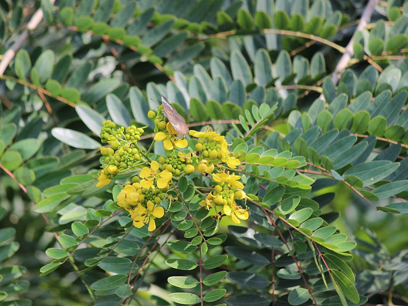 File:Flora from Savandurga IMG 9496.jpg